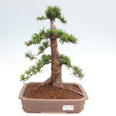 Vonkajší bonsai - Taxus cuspidata - Tis japonský - 1