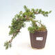 Vonkajší bonsai - Juniperus chinensis Kishu - Borievka čínska - 1/2