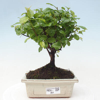 Izbová bonsai - Sagerécie thea - Sagerécie thea - 1