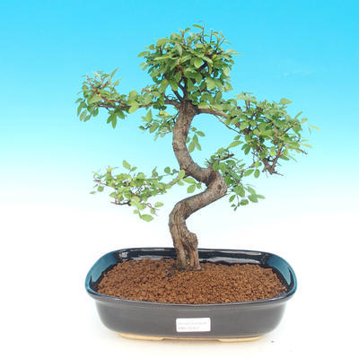 Izbová bonsai - Ulmus parvifolia - malolistá brest - 1