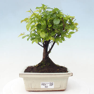 Izbová bonsai - Sagerécie thea - Sagerécie thea - 1