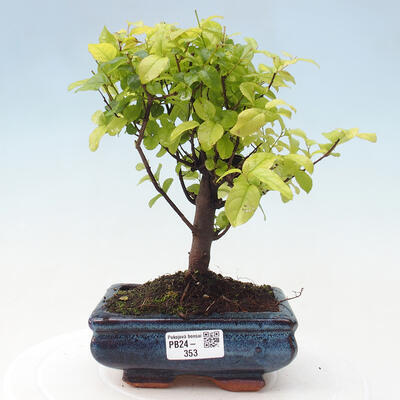 Izbová bonsai - Sagerécie thea - Sagerécie thea - 1