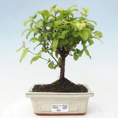 Izbová bonsai - Sagerécie thea - Sagerécie thea - 1