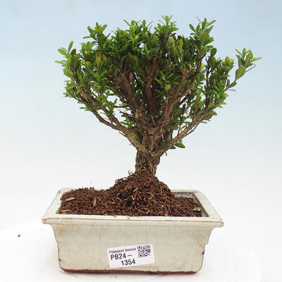 Izbová bonsai - Buxus harlandii - korkový buxus - 1