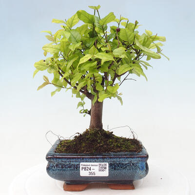 Izbová bonsai - Sagerécie thea - Sagerécie thea - 1