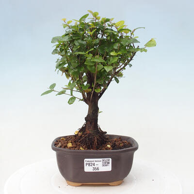 Izbová bonsai - Sagerécie thea - Sagerécie thea - 1