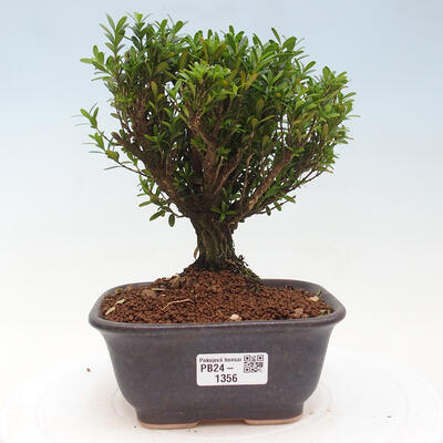 Izbová bonsai - Buxus harlandii - korkový buxus - 1