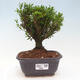 Izbová bonsai - Buxus harlandii - korkový buxus - 1/3