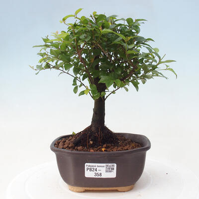 Izbová bonsai - Sagerécie thea - Sagerécie thea - 1