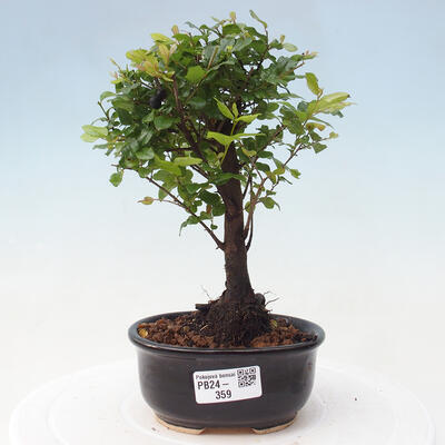 Izbová bonsai - Sagerécie thea - Sagerécie thea - 1