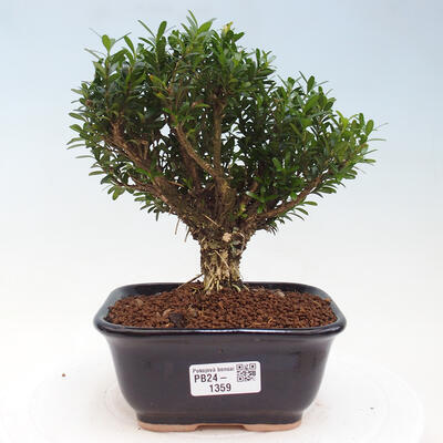 Izbová bonsai - Buxus harlandii - korkový buxus - 1