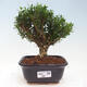 Izbová bonsai - Buxus harlandii - korkový buxus - 1/3