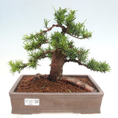 Vonkajší bonsai - Taxus cuspidata - Tis japonský - 1