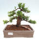 Vonkajší bonsai - Taxus cuspidata - Tis japonský - 1/6