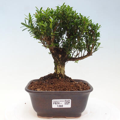 Izbová bonsai - Buxus harlandii - korkový buxus - 1