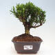 Izbová bonsai - Buxus harlandii - korkový buxus - 1/3