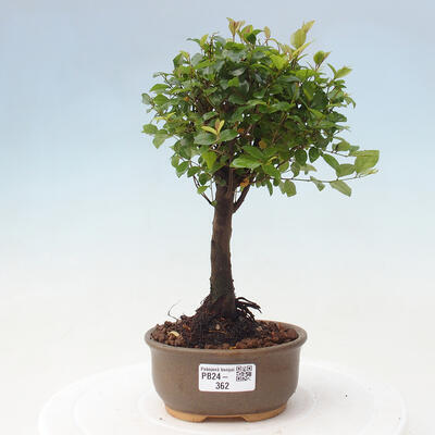 Izbová bonsai - Sagerécie thea - Sagerécie thea - 1