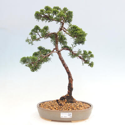 Vonkajšie bonsai - Juniperus chinensis Kishu -Jalovec čínsky - 1