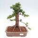 Vonkajší bonsai - Taxus cuspidata - Tis japonský - 1/6