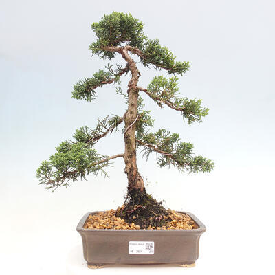 Vonkajšie bonsai - Juniperus chinensis Kishu -Jalovec čínsky - 1