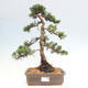 Vonkajšie bonsai - Juniperus chinensis Kishu -Jalovec čínsky - 1/4