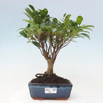 Izbová bonsai - Ficus retusa - malolistá fikus - 1