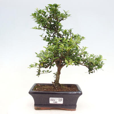 Izbová bonsai - Ilex crenata - Cezmína - 1