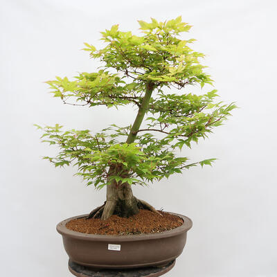 Vonkajší bonsai - Javor dlanitolistý - Acer palmatum - LEN PALETOVÁ PREPRAVA - 1