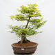 Vonkajší bonsai - Javor dlanitolistý - Acer palmatum - LEN PALETOVÁ PREPRAVA - 1/5