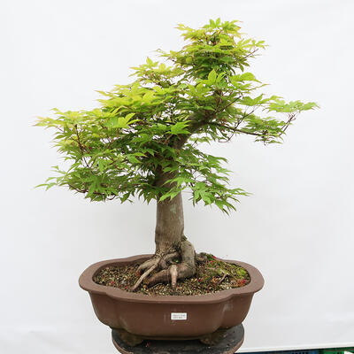 Vonkajší bonsai - Javor dlanitolistý - Acer palmatum - LEN PALETOVÁ PREPRAVA - 1