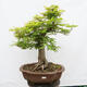 Vonkajší bonsai - Javor dlanitolistý - Acer palmatum - LEN PALETOVÁ PREPRAVA - 1/5