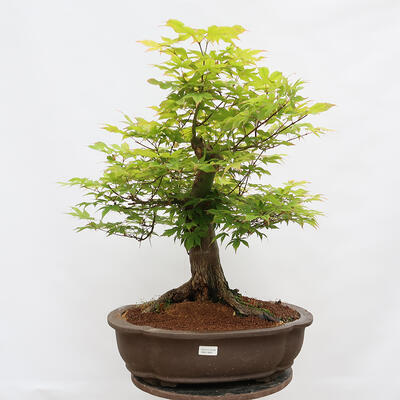 Vonkajší bonsai - Javor dlanitolistý - Acer palmatum - LEN PALETOVÁ PREPRAVA - 1