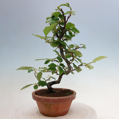 Vonkajšie bonsai - Pseudocydonia sinensis - Duloň čínska - 1