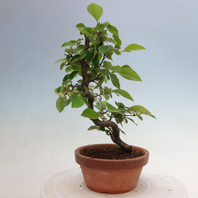 Vonkajšie bonsai - Pseudocydonia sinensis - Duloň čínska - 1