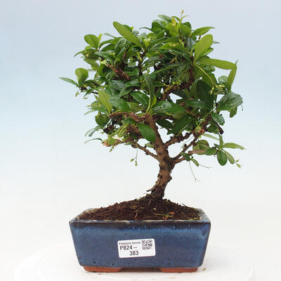 Izbová bonsai - Carmona macrophylla - Čaj fuki - 1