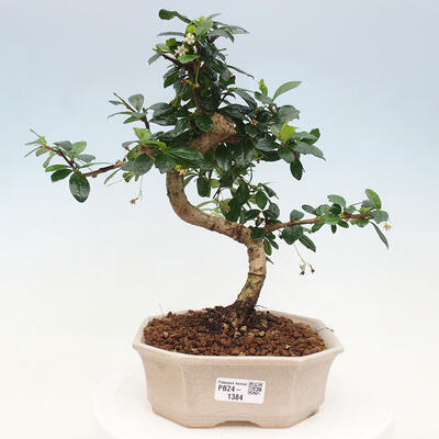 Izbová bonsai - Carmona macrophylla - Čaj fuki - 1