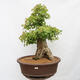 Vonkajší bonsai - Javor Burgerov - Acer Burgerianum - LEN PALETOVÁ PREPRAVA - 1/4