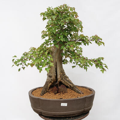 Vonkajší bonsai - Javor Burgerov - Acer Burgerianum - LEN PALETOVÁ PREPRAVA - 1