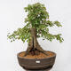 Vonkajší bonsai - Javor Burgerov - Acer Burgerianum - LEN PALETOVÁ PREPRAVA - 1/5