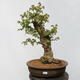 Vonkajší bonsai - Javor Burgerov - Acer Burgerianum - LEN PALETOVÁ PREPRAVA - 1/5