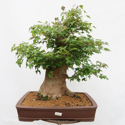 Vonkajší bonsai - Javor Burgerov - Acer Burgerianum - LEN PALETOVÁ PREPRAVA - 1