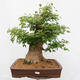 Vonkajší bonsai - Javor Burgerov - Acer Burgerianum - LEN PALETOVÁ PREPRAVA - 1/5