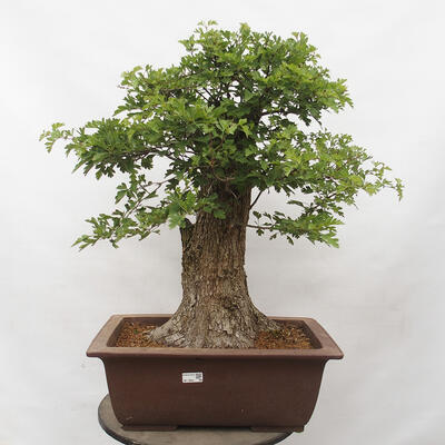 Vonkajší bonsai - Hloh - Crataegus monogyna - 1