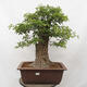 Vonkajší bonsai - Hloh - Crataegus monogyna - 1/6