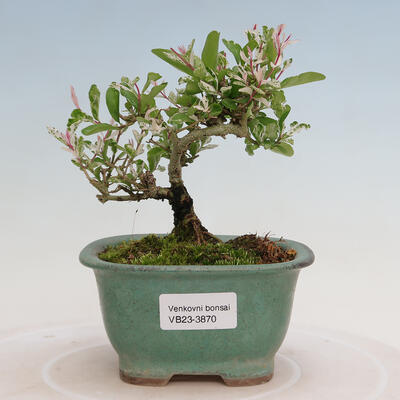 Vonkajší bonsai - Ligustrum obtusifolium - Vtáčí zob tupolistý - 1