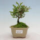 Vonkajší bonsai - Ligustrum obtusifolium - Vtáčí zob tupolistý - 1/5