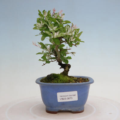 Vonkajší bonsai - Ligustrum obtusifolium - Vtáčí zob tupolistý - 1