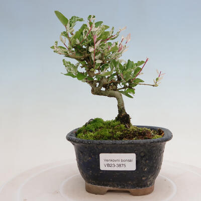 Vonkajší bonsai - Ligustrum obtusifolium - Vtáčí zob tupolistý - 1