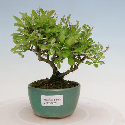 Vonkajší bonsai - Ligustrum obtusifolium - Vtáčí zob tupolistý - 1