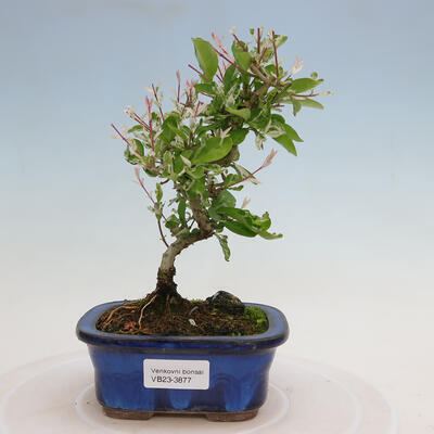 Vonkajší bonsai - Ligustrum obtusifolium - Vtáčí zob tupolistý - 1